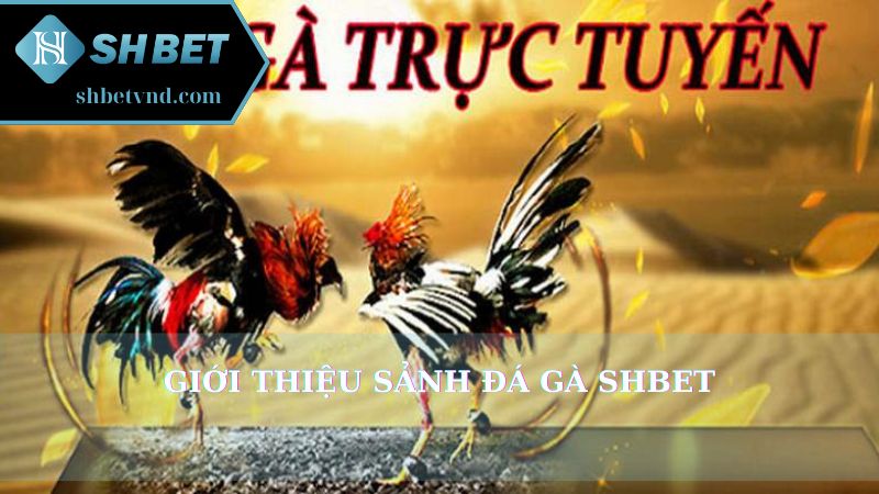 Giới thiệu sảnh đá gà Shbet