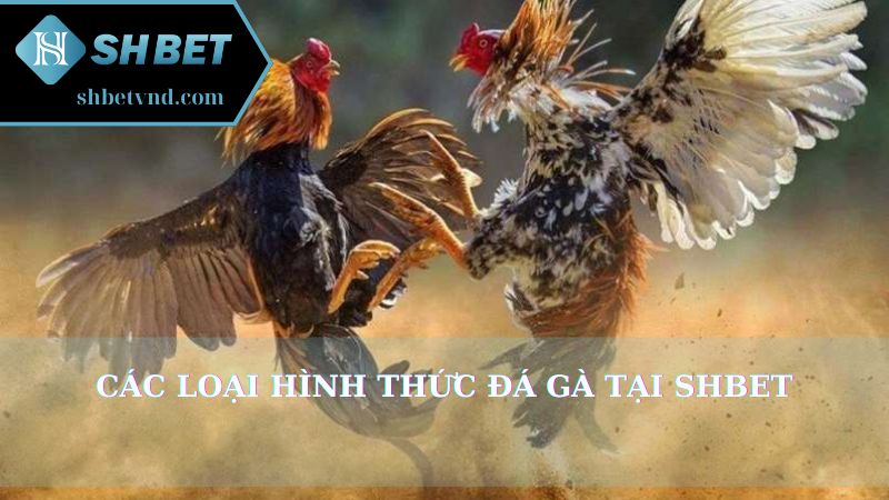 Các loại hình thức đá gà tại Shbet